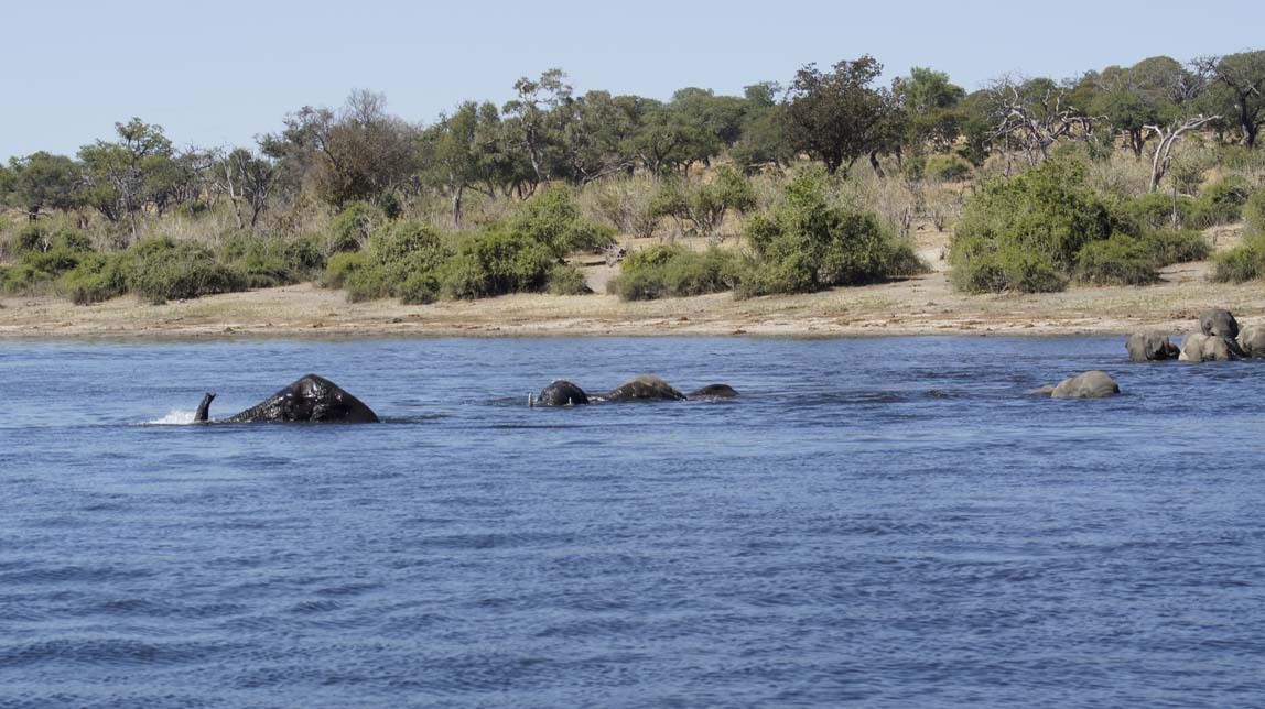 elephants in water