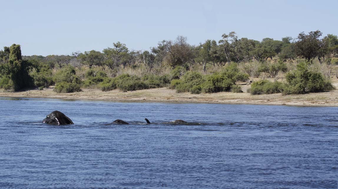 elephants in water