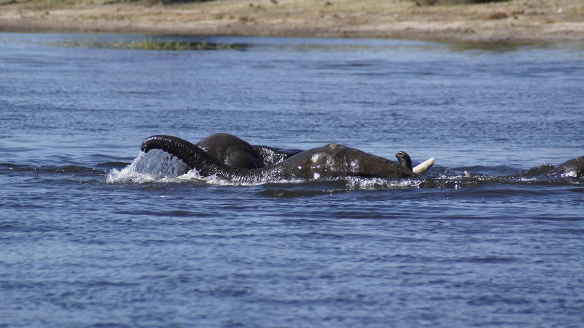 elephants in water