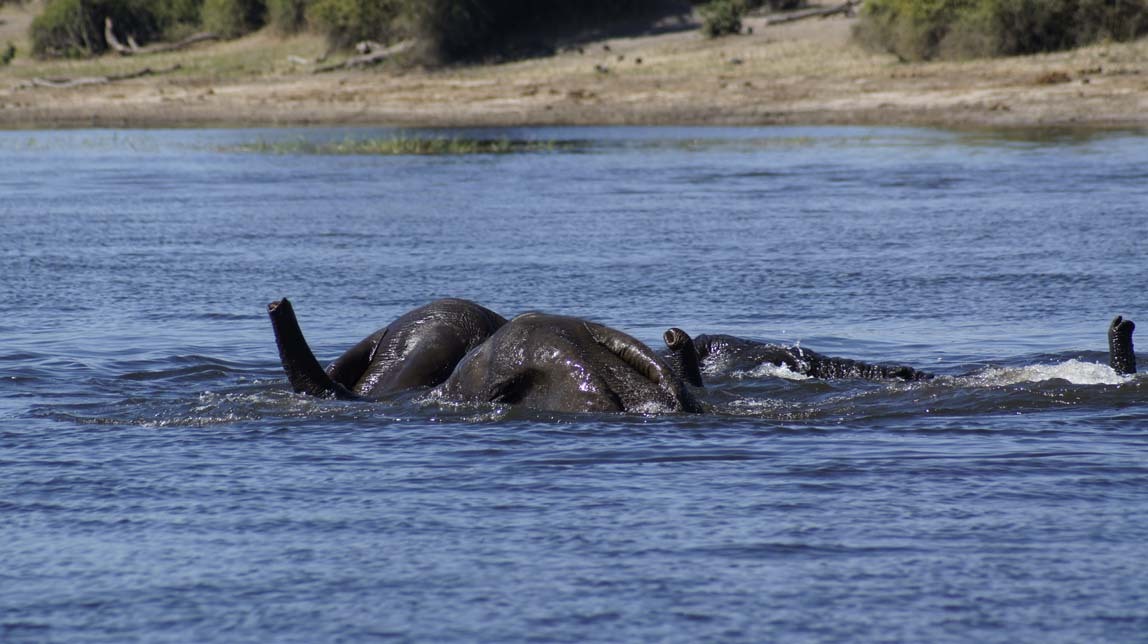 elephants in water