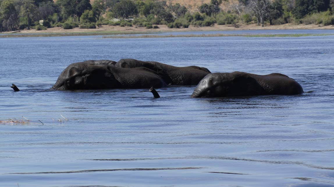 elephants almost to land