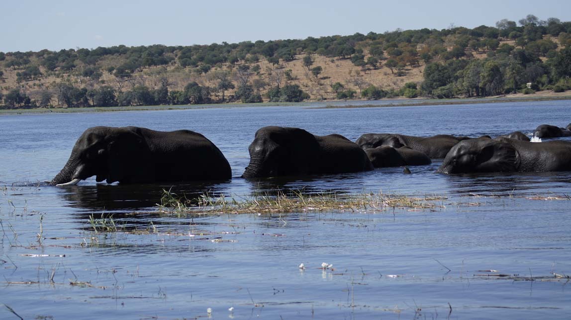 elephants almost to land