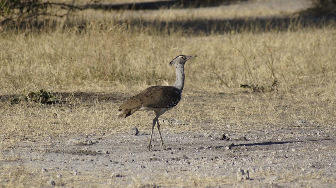 kori bustard bird