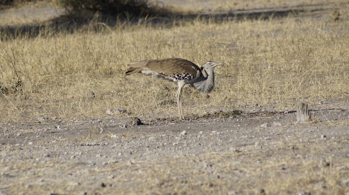 kori bustard bird