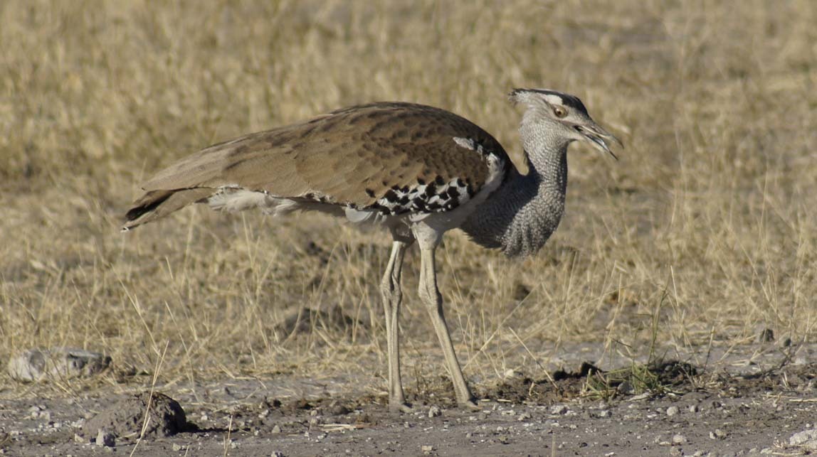 kori bustard bird