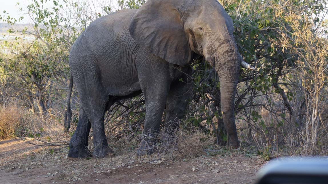 elephant in musth