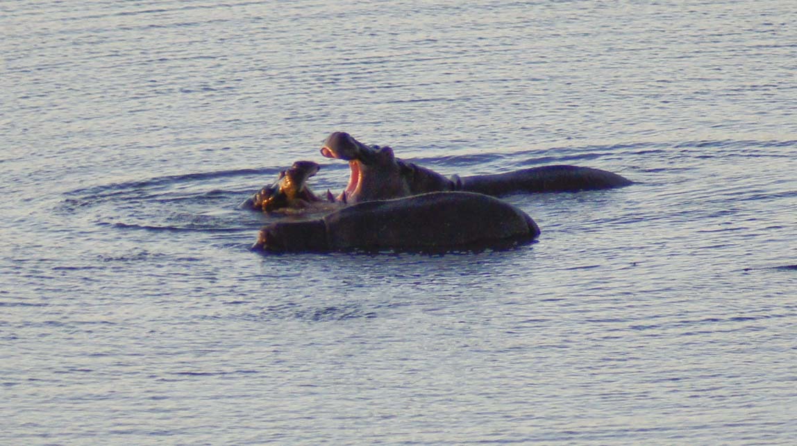 open mouthed hippos