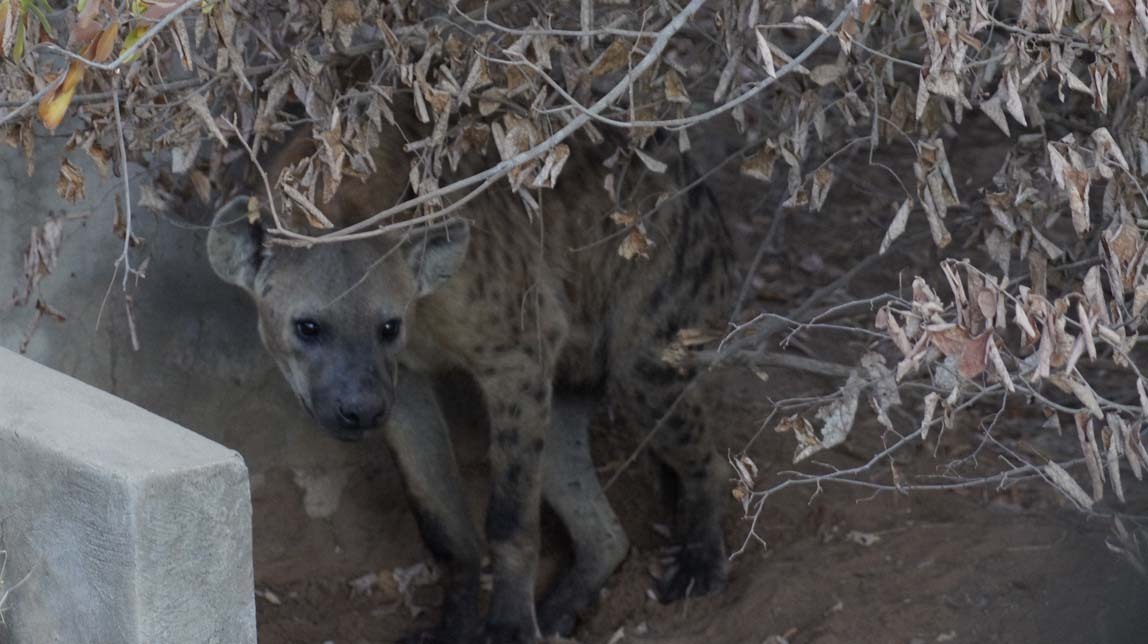 hyena