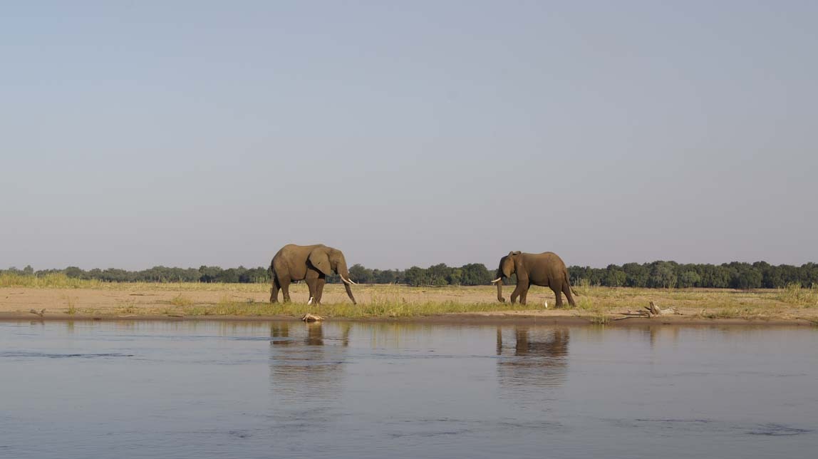 elephants on sandbar