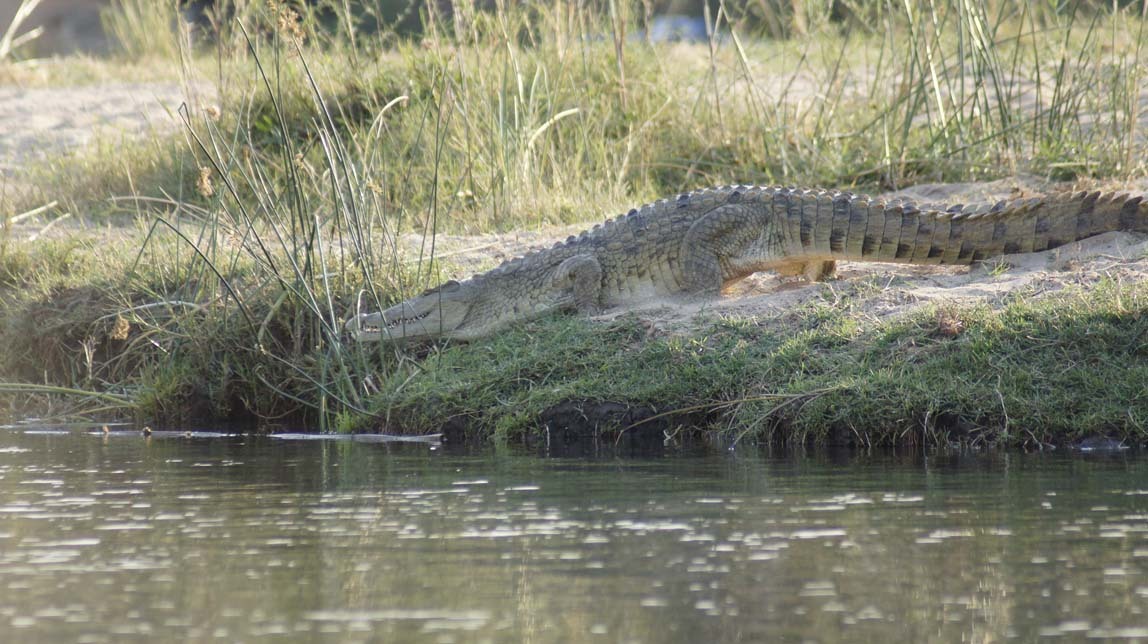 crocodile