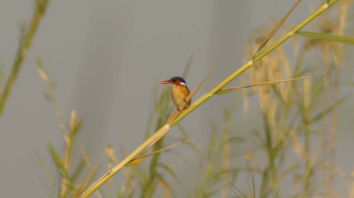 malachite kingfisher