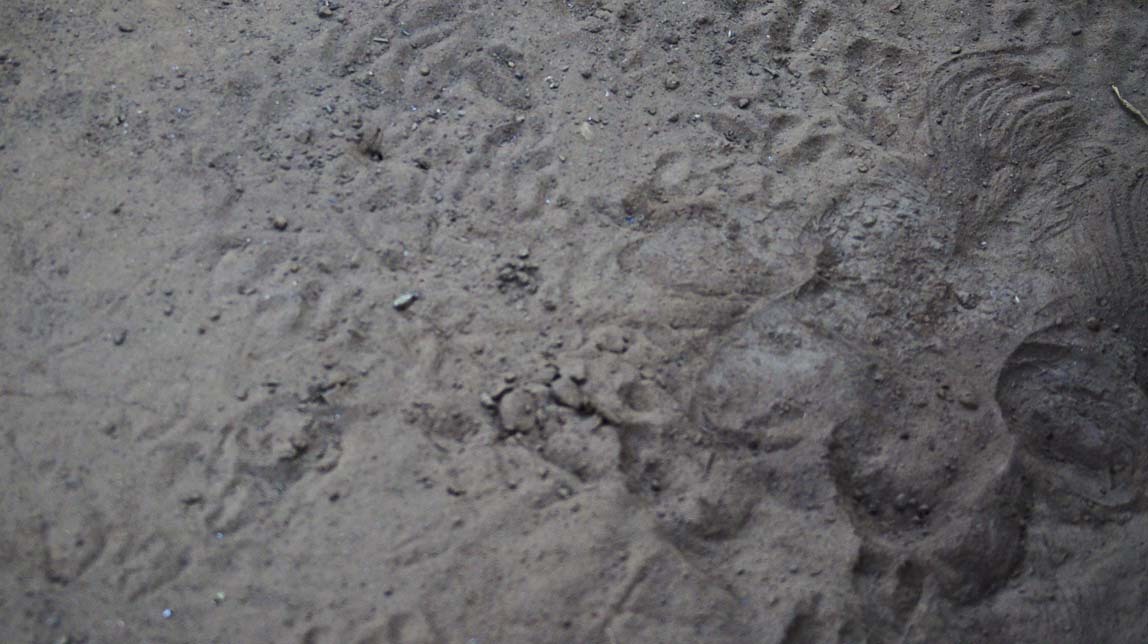 lion tracks