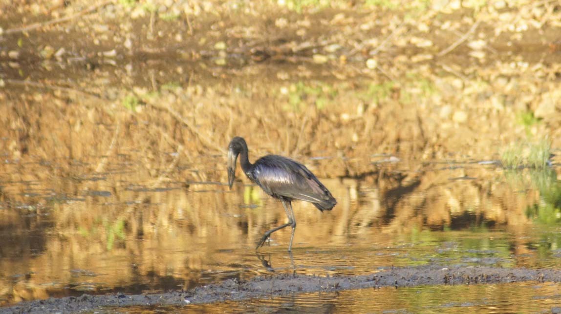 African open-bill