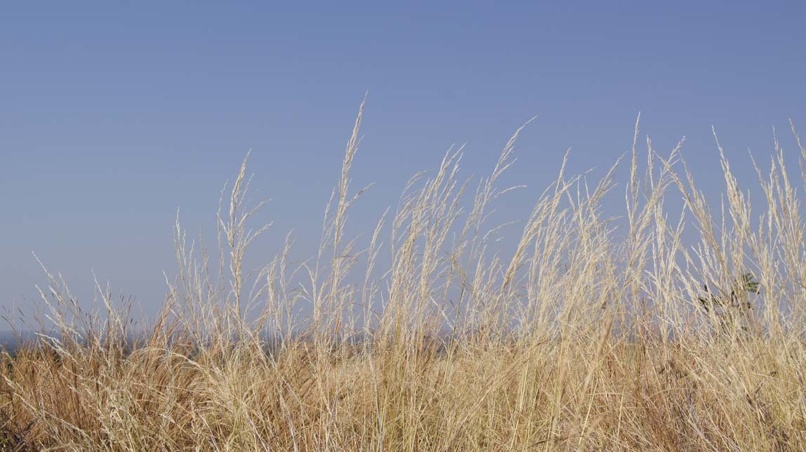 lion grasses