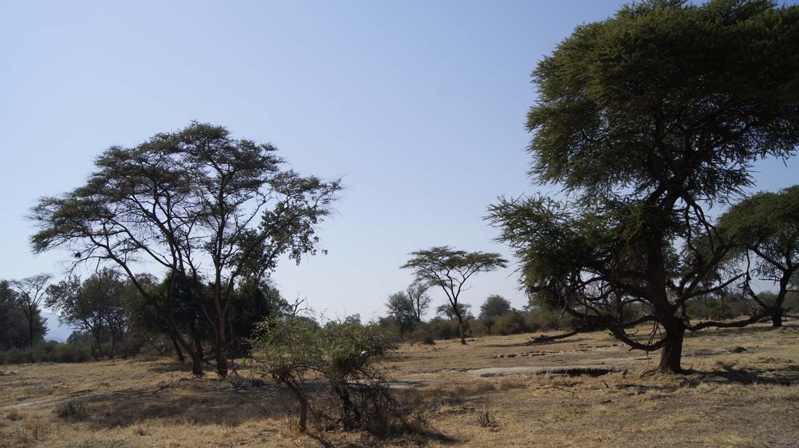 acacia trees