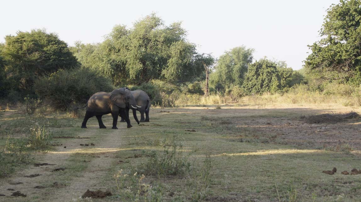 elephants