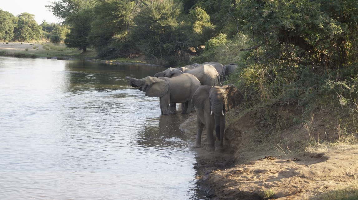 elephants