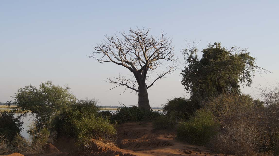 baobab