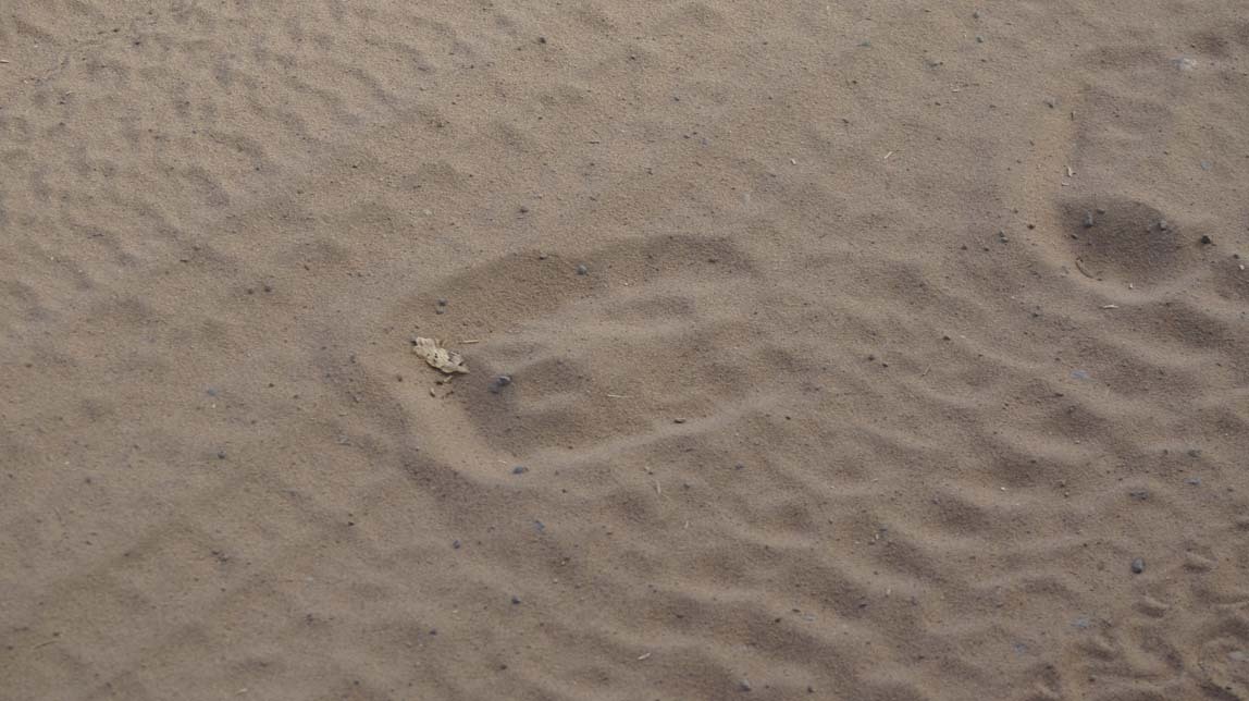 elephant footprint