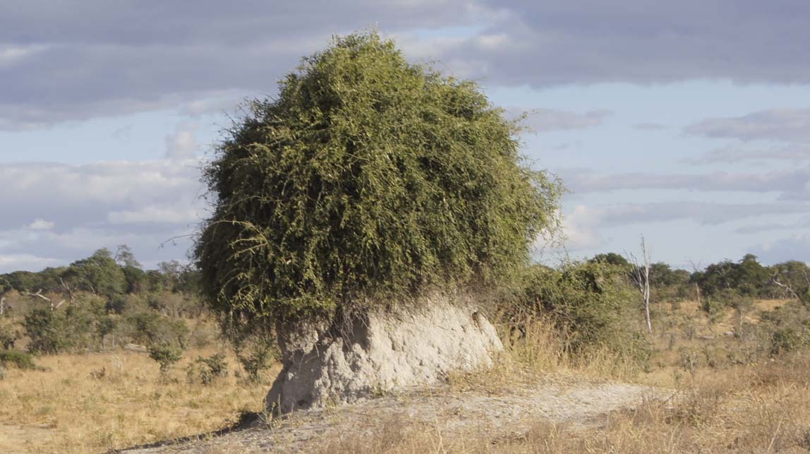 termite mound