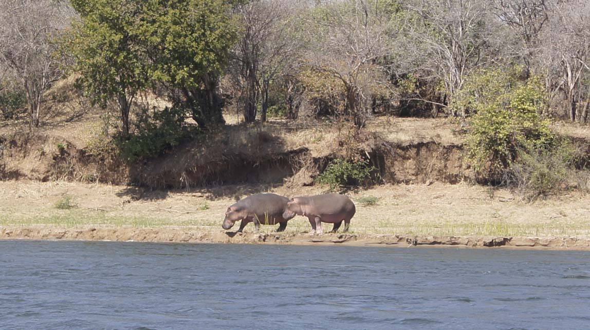 hippos