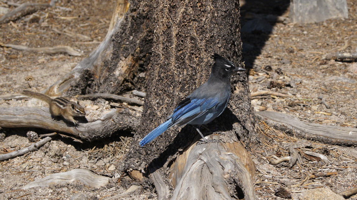 chipmunk and blue jay