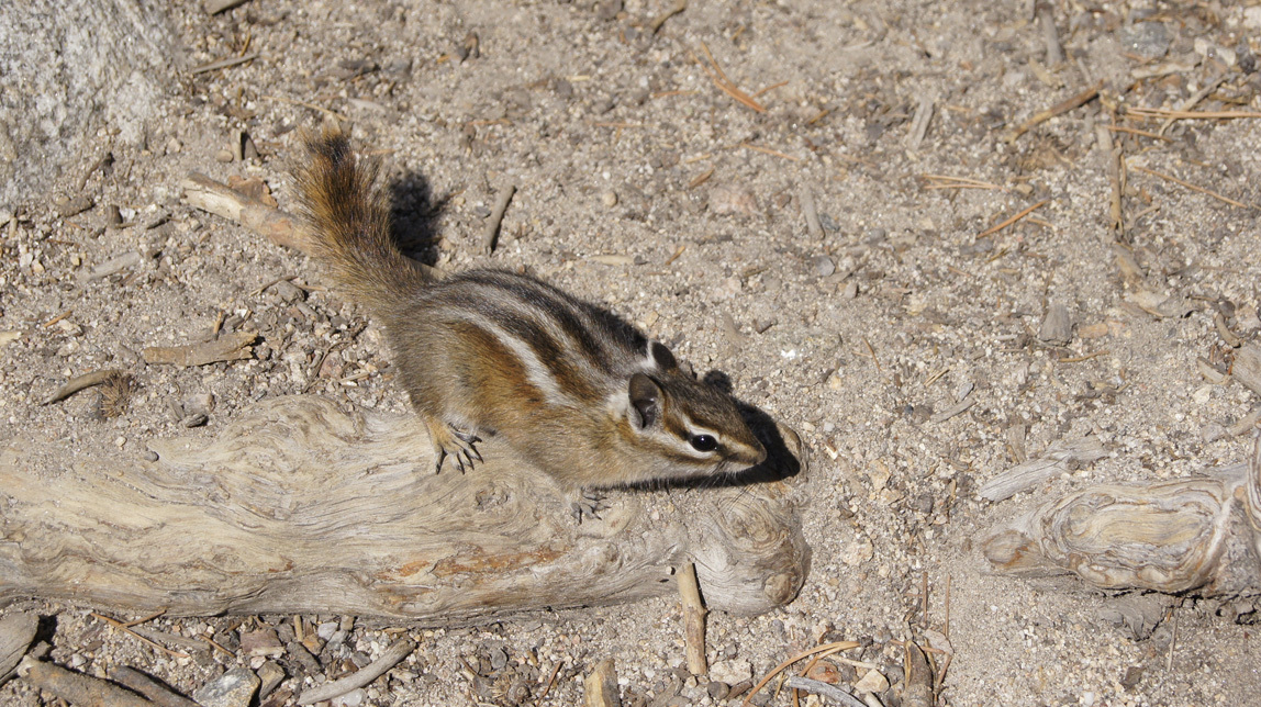 chipmunk