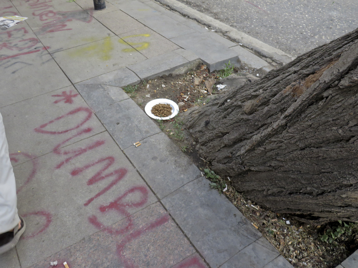 Taksim Square cat food