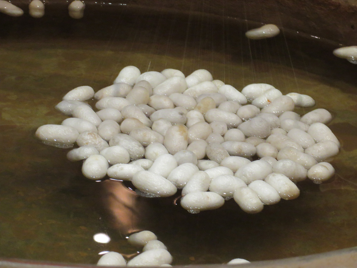 silk cocoons