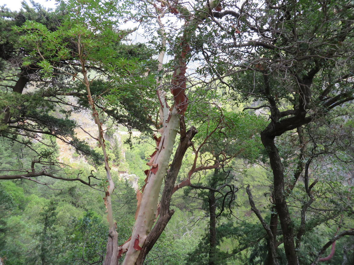 strawberry tree