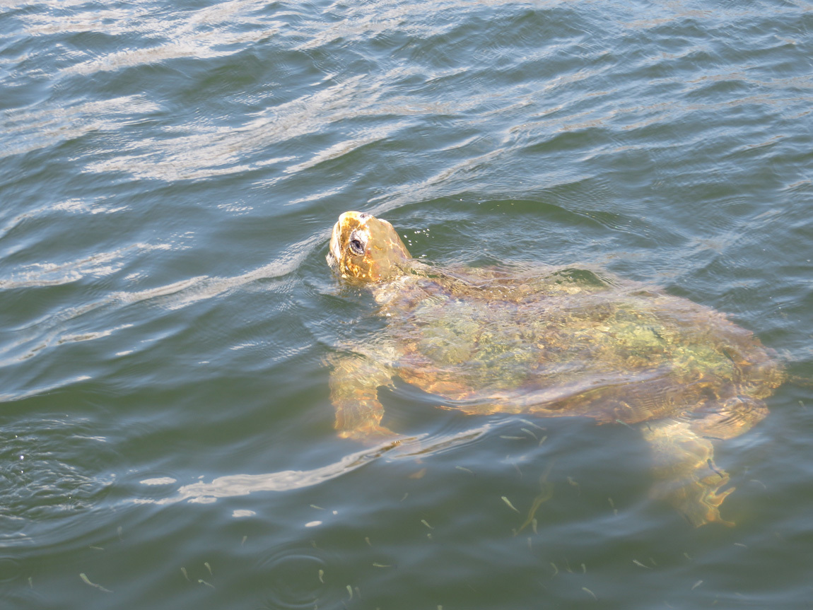 loggerhead