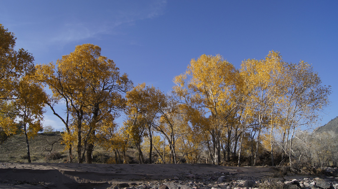 blazing trees